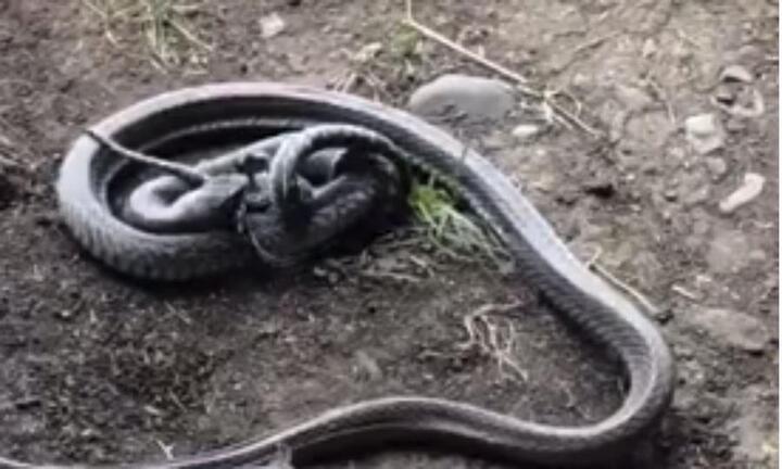 Liều mạng trộm mồi của rắn nâu cực độc, trăn chết thảm