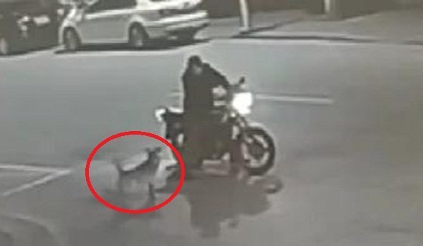 Clip: Gã say cãi nhau tay đôi với... chó suốt 30 phút và cái kết bất ngờ