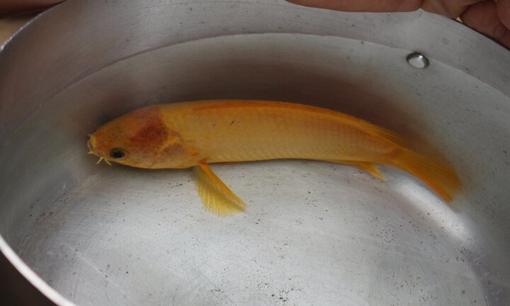 Thả lưới bắt được cá rô đồng có màu vàng óng hiếm gặp