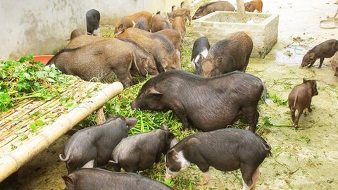 Quy định 'lạ đời' về thức ăn chăn nuôi: Lợn không được ăn bèo tây, rau chuối