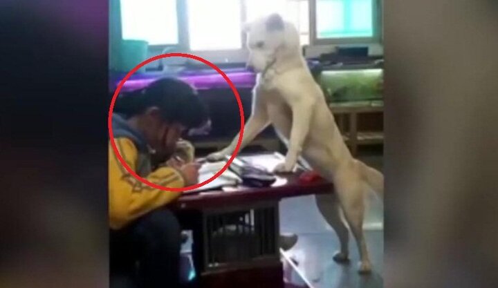 Ông bố Trung Quốc huấn luyện chó đứng canh con gái học bài