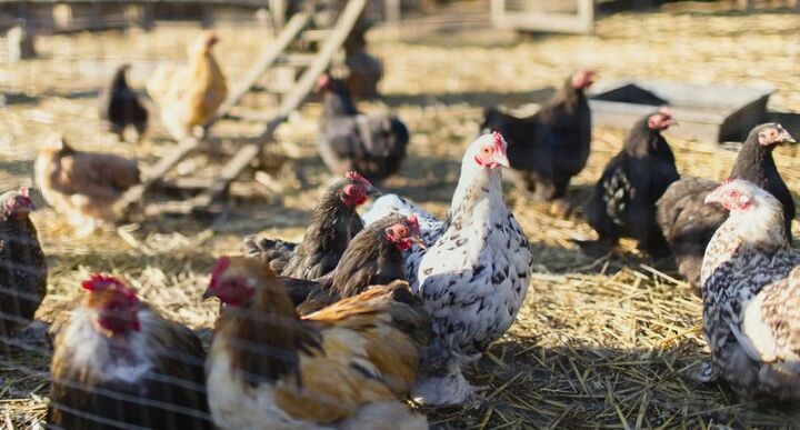 Gà khỏe 'như khủng long', mổ chết con cáo lẻn vào chuồng