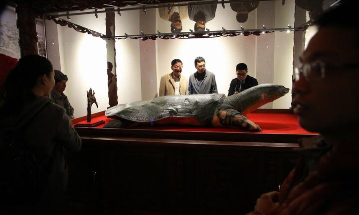 Video: Tiêu bản cụ rùa Hồ Gươm chết năm 2016 được đặt trong tủ kính gần 4 tỷ đồng