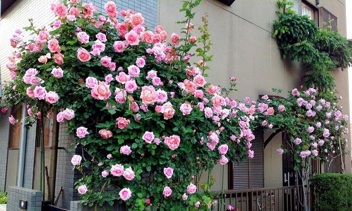 Khu vườn 'đẹp như cổ tích' của nữ Việt kiều ở Hungary