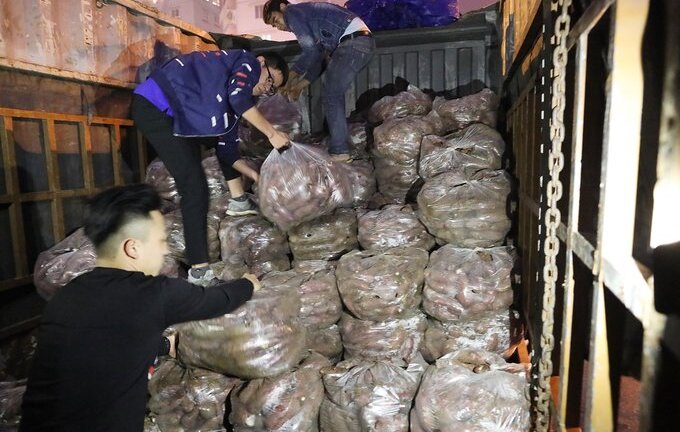 Tình nguyện viên giải cứu hàng trăm tấn khoai lang Nhật cho nông dân Gia Lai