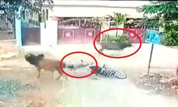 Clip: Bò chạy điên cuồng trên phố, vồ chết người đi xe máy