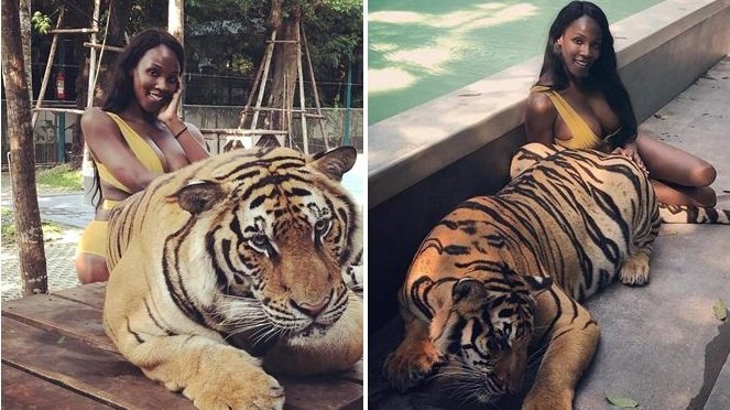 Hoa hậu Chuyển giới vào chuồng hổ, khoe dáng bốc lửa bên chúa sơn lâm