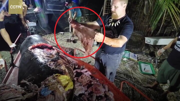 Clip: Kinh hãi cảnh phanh xác cá voi, lấy ra 40 kg rác thải nhầy nhụa