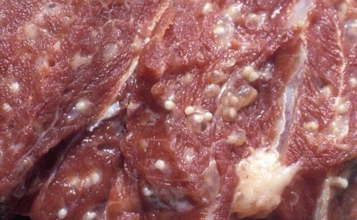 Không còn mẫu thịt nghi nhiễm sán lợn ở trường mầm non Bắc Ninh để điều tra