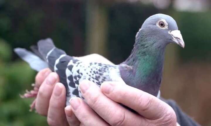 Video: Đại gia Trung Quốc bỏ 1,4 triệu USD mua một con chim bồ câu