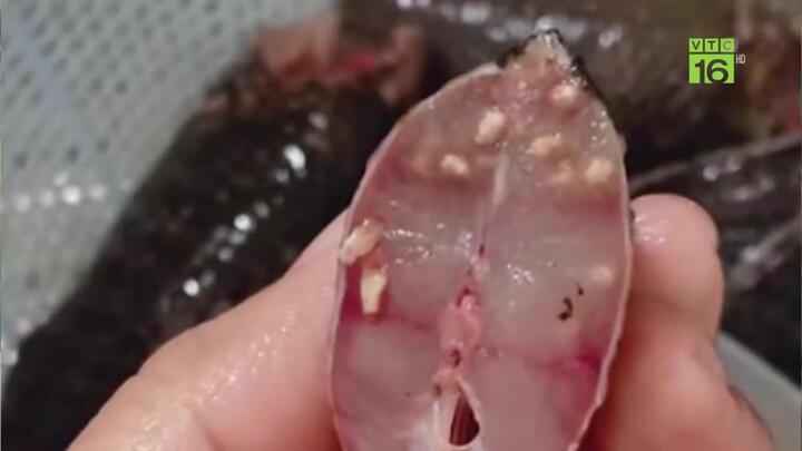 Sán cá trên mạng xã hội là đồn thổi thiếu căn cứ