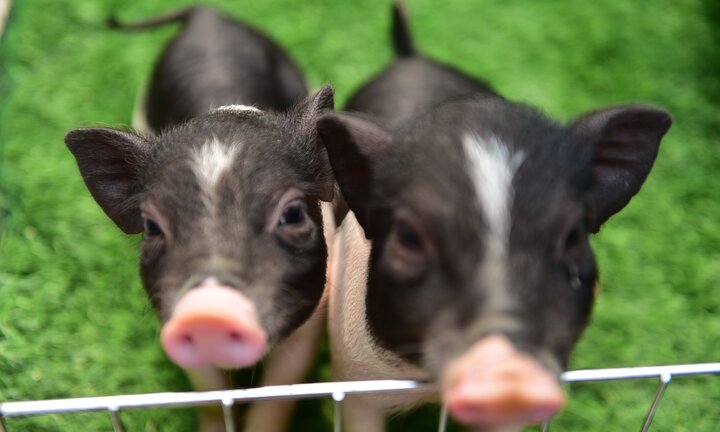 Video: Giới trẻ Hà Thành nuôi lợn mini giá tiền triệu làm thú cưng