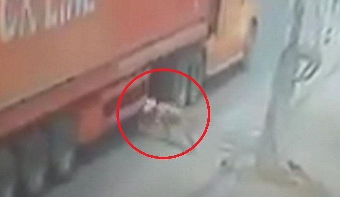 Clip: Người đàn ông lao đầu vào bánh container và cái kết thần kỳ khó tin