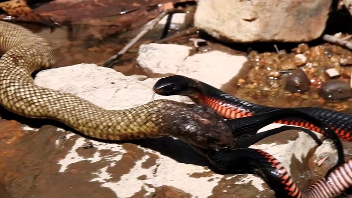 Clip: Rắn đen đốm liên tục tiêm nọc độc, tiễn rắn đen bụng đỏ về cõi chết