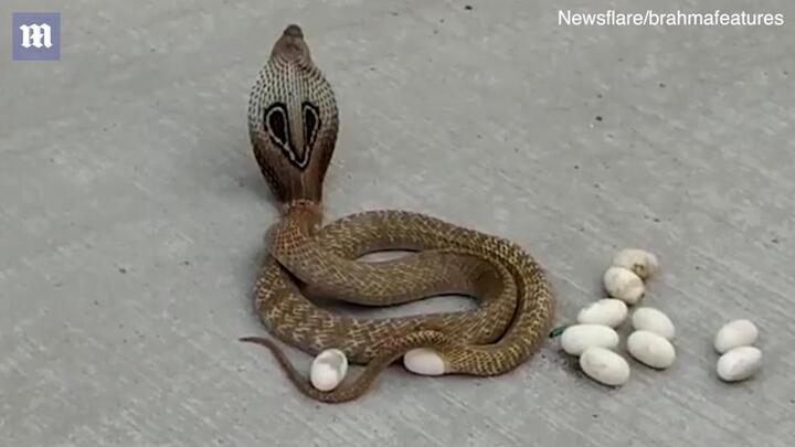 Clip: Rắn hổ mang đẻ trứng sòn sòn giữa đường đông đúc