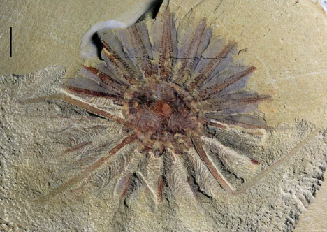 Phát hiện hóa thạch 520 tuổi của 'quái vật biển' 18 xúc tu