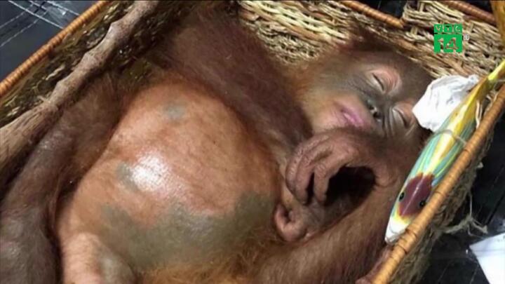 Du khách Nga chuốc thuốc mê đười ươi mang về làm thú cưng