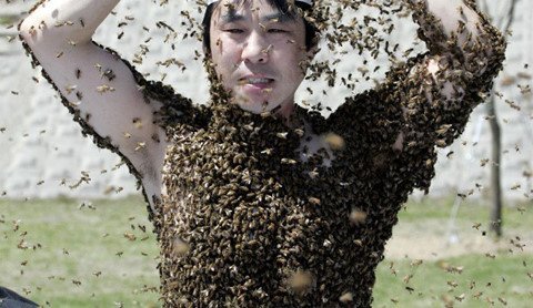 Điều gì xảy ra với cơ thể khi bị 1.000 con ong đốt cùng lúc?