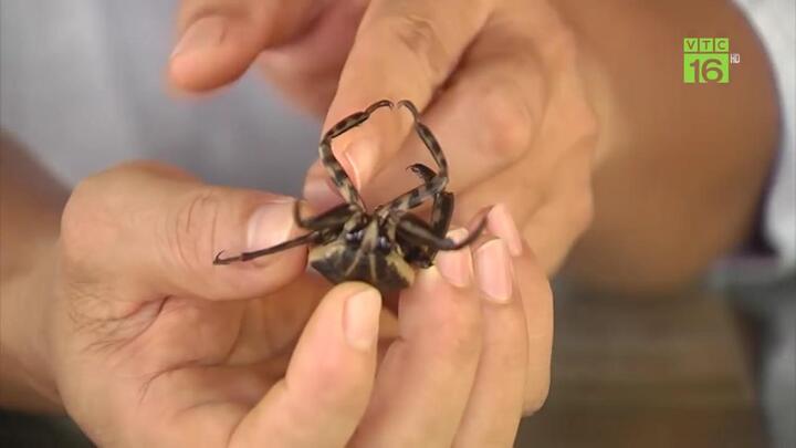 Liều lĩnh nuôi cà cuống, thu tiền triệu/ngày