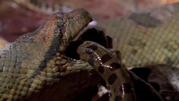 Bí ẩn rợn người về trăn Nam Mỹ: Sát thủ khổng lồ ăn trứng và con non của chính mình