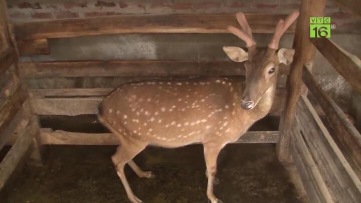 Nuôi hươu sao lấy nhung cho thu nhập 'khủng' không ngờ