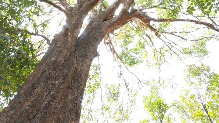 Clip: Đi tìm cây Kơ Nia hàng trăm năm ở vùng đất Tây Nguyên