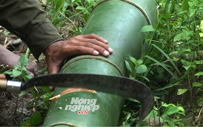 Chuyện lạ về khu rừng với những cây tre khổng lồ ở Quảng Nam