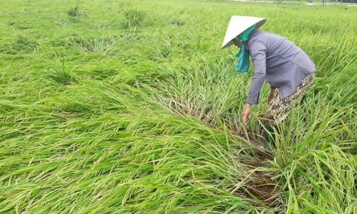 Mưa lớn kèm lốc xoáy băm nát 200 ha lúa của nông dân Quảng Nam