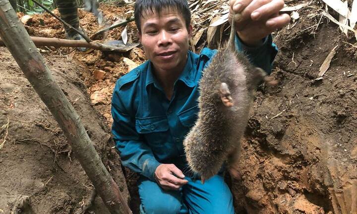 Kỳ thú chuyện săn lùng loài chuột khổng lồ trong rừng phía tây Yên Tử
