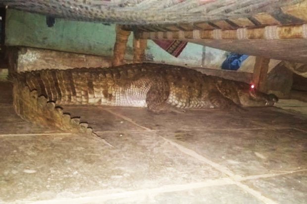 Hoảng hồn cá sấu mang thai nằm dưới gầm giường chờ sinh nở