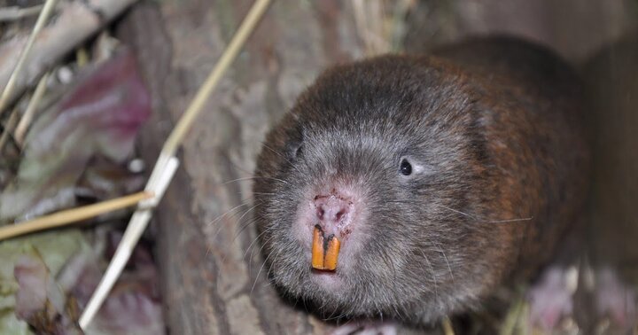 Những kỹ năng đặc biệt và kỳ công khó tưởng tượng để bắt được chuột khổng lồ