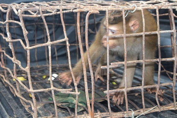 Dân Hà Tĩnh bắt được khỉ mốc quý hiếm nặng 8kg