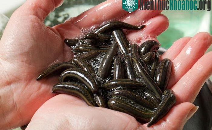 Thương lái Trung Quốc ồ ạt thu mua nông sản lạ đời