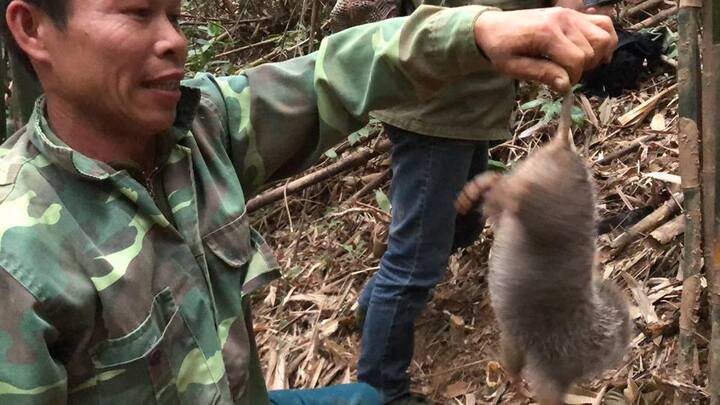 Cuộc đấu trí với loài chuột khổng lồ tinh khôn và ước mong làm giàu của những thợ săn