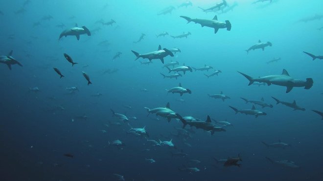 Cá mập trắng luồn lách giữa tảo rình rập con mồi theo cách ít thấy
