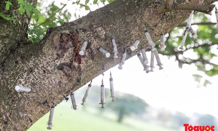 Con nghiện mắc màn ngủ trong nghĩa địa, cắm bơm kim tiêm vắt vẻo trên cây