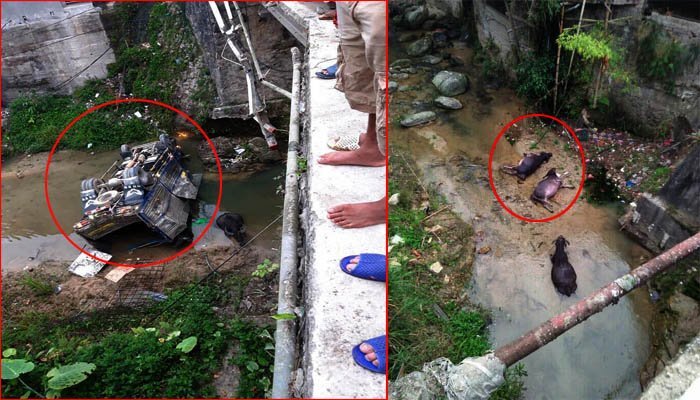 Tai nạn hy hữu xe tải chở trâu lao xuống suối, cả người và trâu cùng thương vong