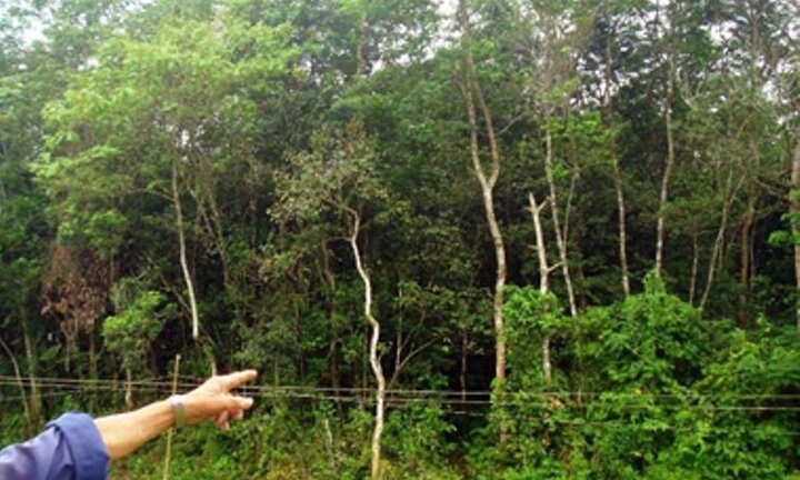 Xô xát khi tranh chấp đất rừng, 6 người bị thương