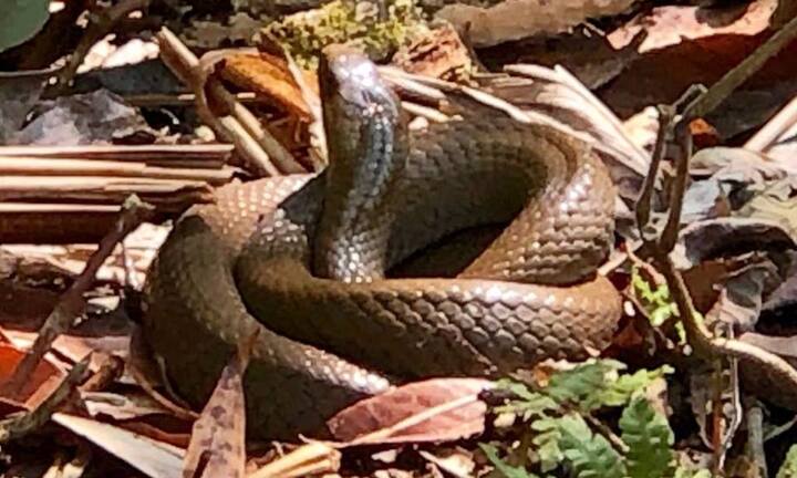 Dựng tóc gáy vào khu rừng lúc nhúc rắn độc trên dãy Hoàng Liên Sơn