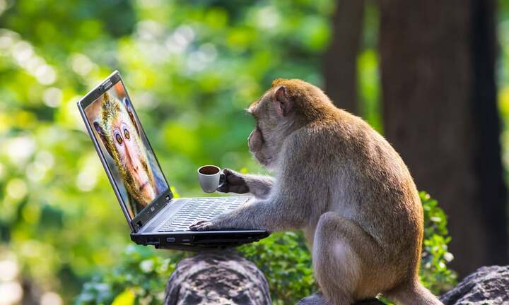 Cấy gen người vào não khỉ gây tranh cãi, nhà khoa học Trung Quốc nói gì?