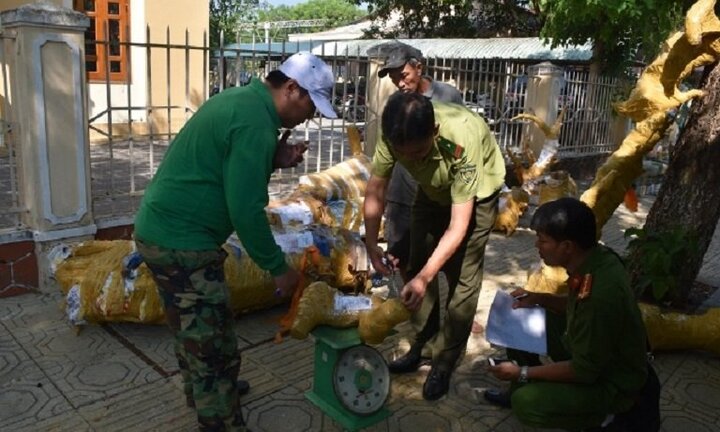 Xe bưu phẩm chở gỗ trái phép trên cao tốc Đà Nẵng – Quảng Ngãi