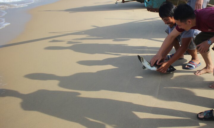 Chủ quán hải sản thả đồi mồi quý hiếm nặng 5 kg về đại dương