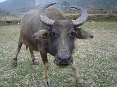 Người phụ nữ bị trâu húc vào mặt, phải nhập viện