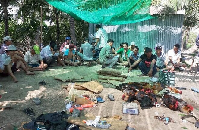 Video: Cận cảnh trường gà ở miền Tây vừa bị cảnh sát triệt phá