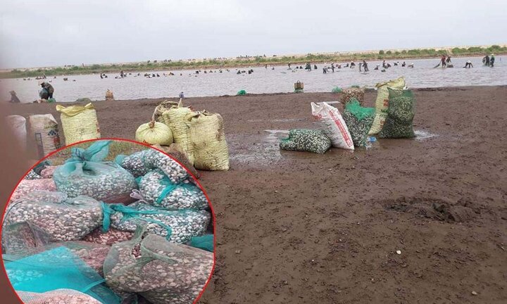 Hàng trăm người lao vào 'cướp' ngao ở Nam Định: UBND xã phát loa cho phép dân tự do khai thác