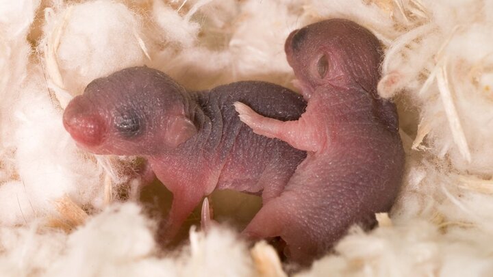 Video: Rùng mình món chuột sữa sống chấm nước mắm ăn sống