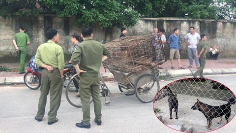 Chủ của đàn chó cắn chết bé trai bị xử lý ra sao?