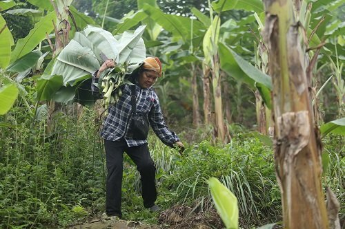 Video: Nông dân Hà Nội dậy từ tờ mờ sáng cắt lá chuối bán vào siêu thị
