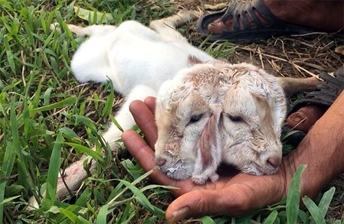 Video: Kỳ lạ dê con mới sinh có 2 đầu ở miền Tây