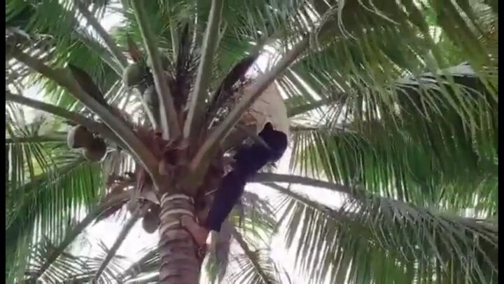 Video: Cụ bà gần 80 tuổi leo cây hái dừa như gái 18 khiến nhiều người bất ngờ